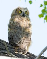 OwletsPart5-1.jpg