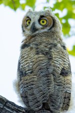 OwletsPart5-2.jpg