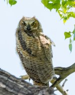 OwletsPart5-5.jpg