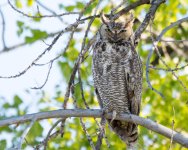 OwletsPart5-4.jpg