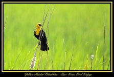 DSC_0783 - yellow headed black bird web.jpg