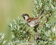 DSC_1447.jpg