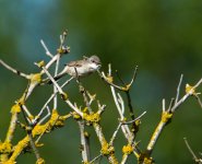 DSC_1457.jpg