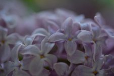 Lilacs copy.jpg