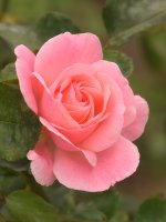 Rose3.jpg
