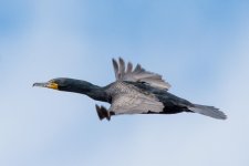 CormorantFlying-1.jpg