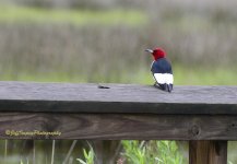 2_DSC6300.jpg