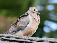 Dove.jpg
