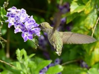 Hummer.jpg