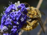159618d1432687278-post-your-insect-shots-big-bee-x7.jpg