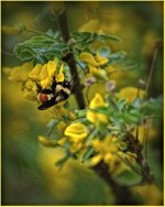 bee stylized_DSC2441-Tammy 70-300VC-0022 -1.jpg