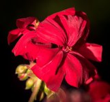 untitled-1-133.jpg