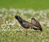 DSC_1605.jpg