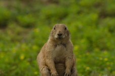 20150527-DSC_6386.jpg