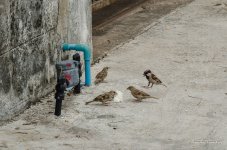 bird-rice-2.jpg