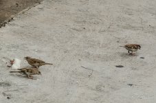 bird-rice-3.jpg
