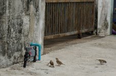 bird-rice-4.jpg
