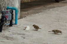 bird-rice-5.jpg