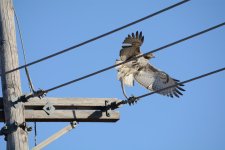 DSC_1136.jpg