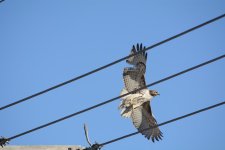 DSC_1137.jpg