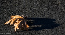 Leaf in attack mode-.jpg