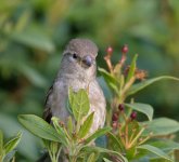 DSC_16641.jpg
