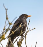 DSC_1698.jpg