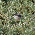 DSC_1729.jpg