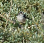 DSC_1732.jpg