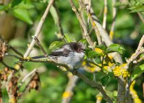DSC_1771.jpg
