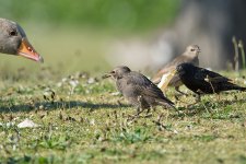 DSC_1815.jpg