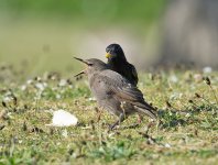 DSC_1809.jpg