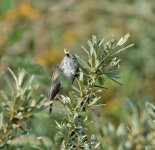 DSC_1715.jpg