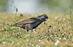 DSC_1797.jpg
