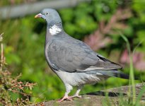 DSC_1790.jpg
