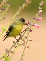 Finch.jpg