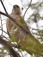 Hawk.jpg