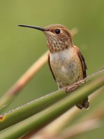 Hummer8.jpg