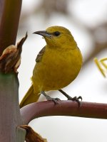 Oriole2.jpg