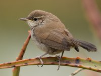 Wren2.jpg