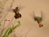 Hummer4.jpg