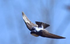 Swallow 2.jpg