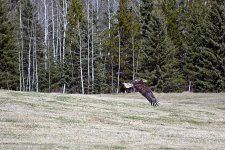 White Tailed Eagle.jpg