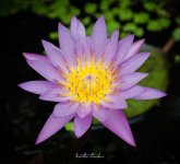 flower-ype3-1.jpg