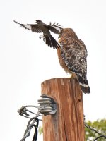 Hawk4.jpg