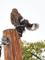 Hawk2.jpg