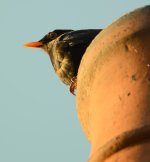 DSC_0087.jpg