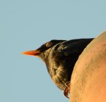 DSC_0090.jpg