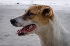 dog-beachl-kho-larn.jpg