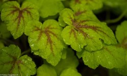 Wet Leaves.jpg